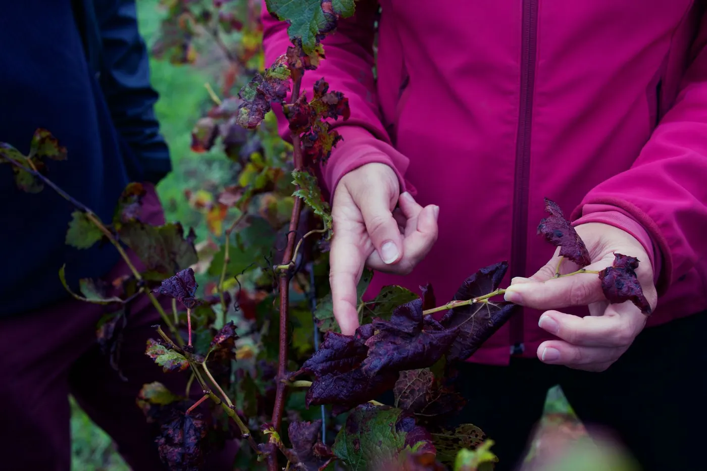 Vigneron inspectant son vignoble à Bordeaux