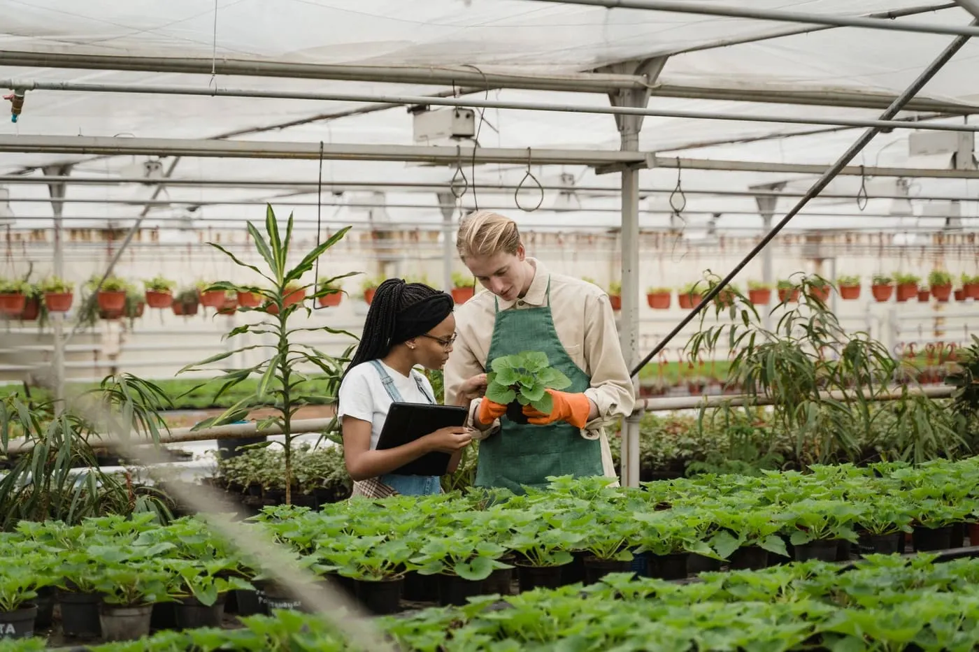Ingénieurs inspectant des plantes avec un capteur.