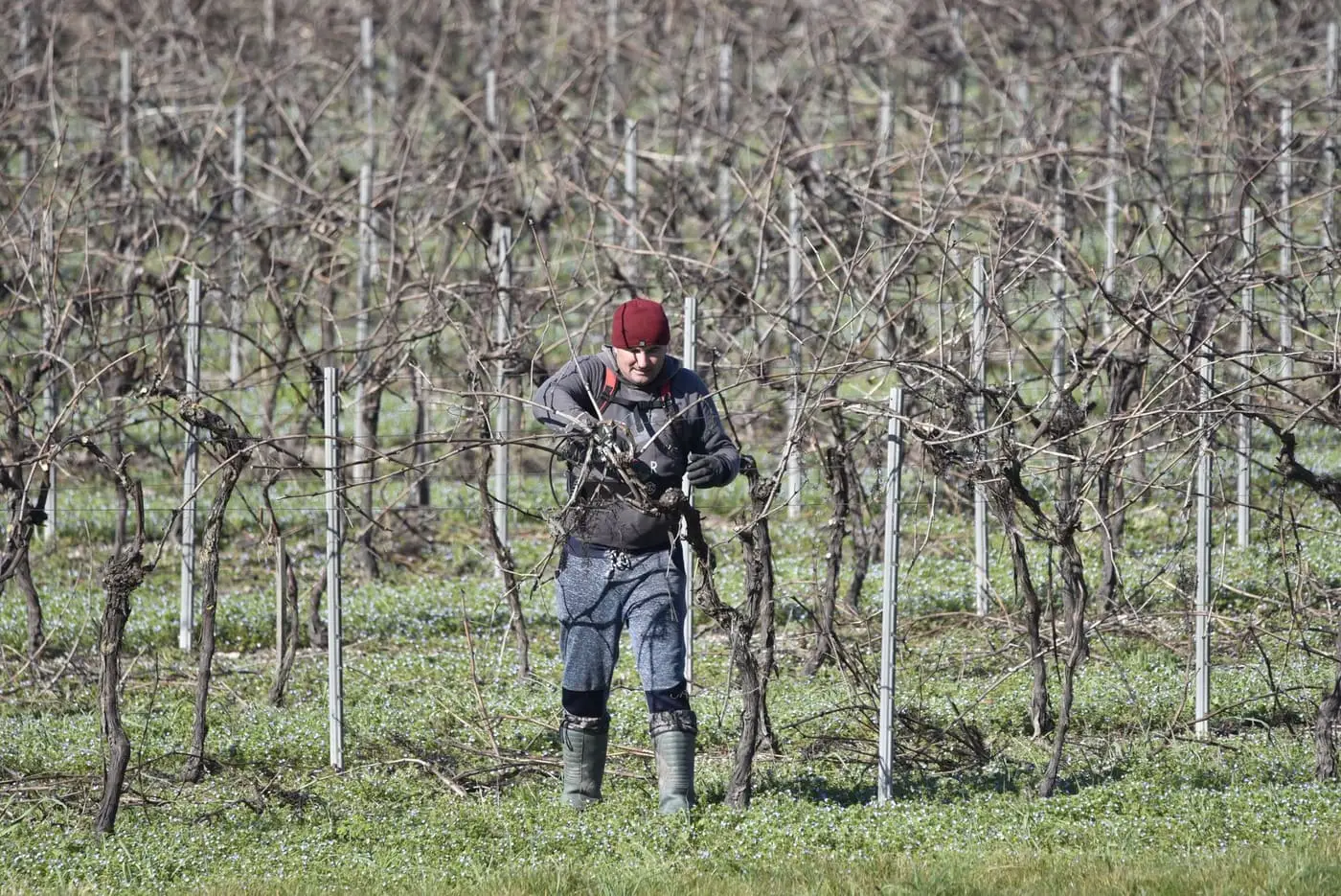 Agriculture de précision dans un vignoble français.
