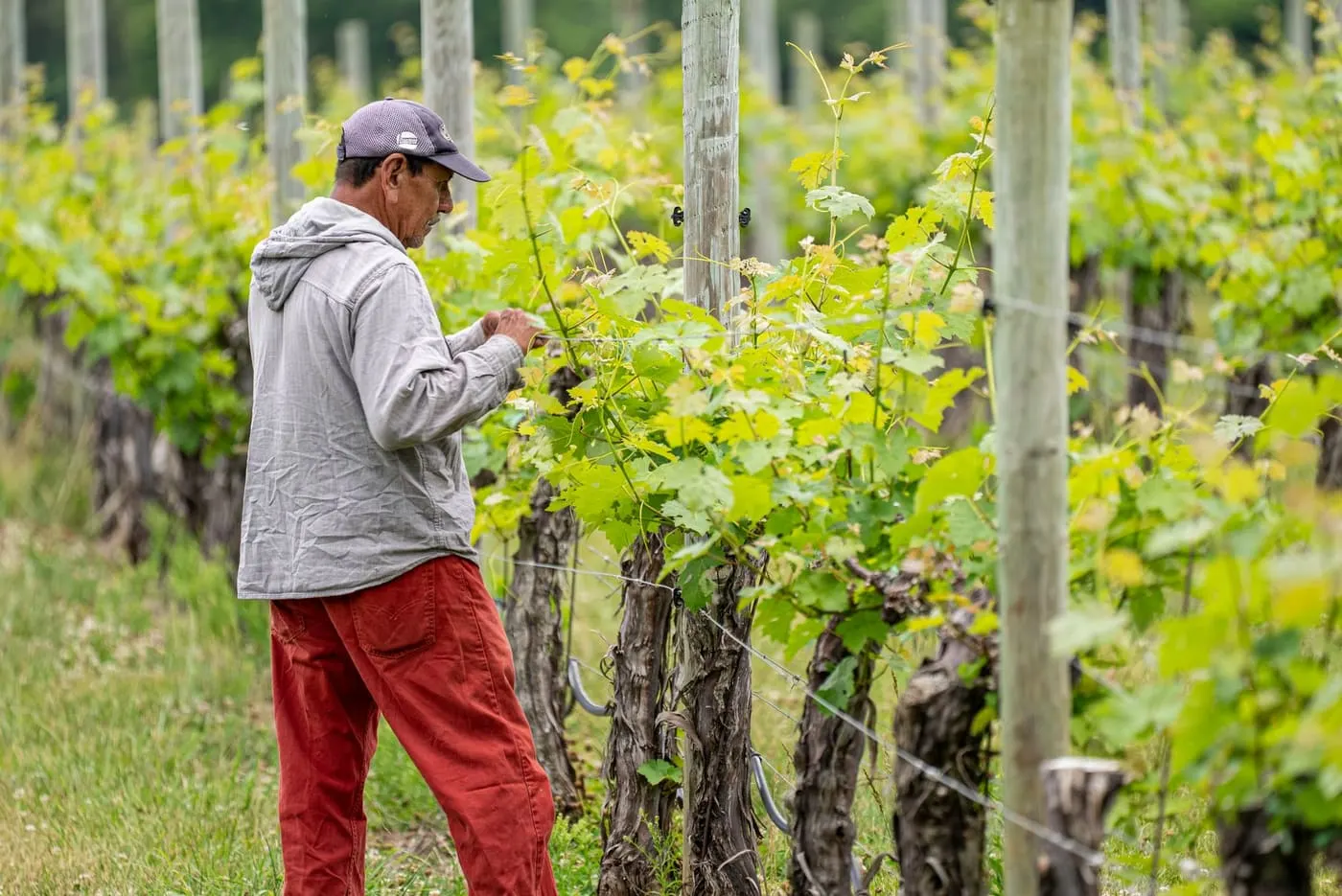 Optimisation stratégique grâce à l'IA prédictive dans un vignoble.